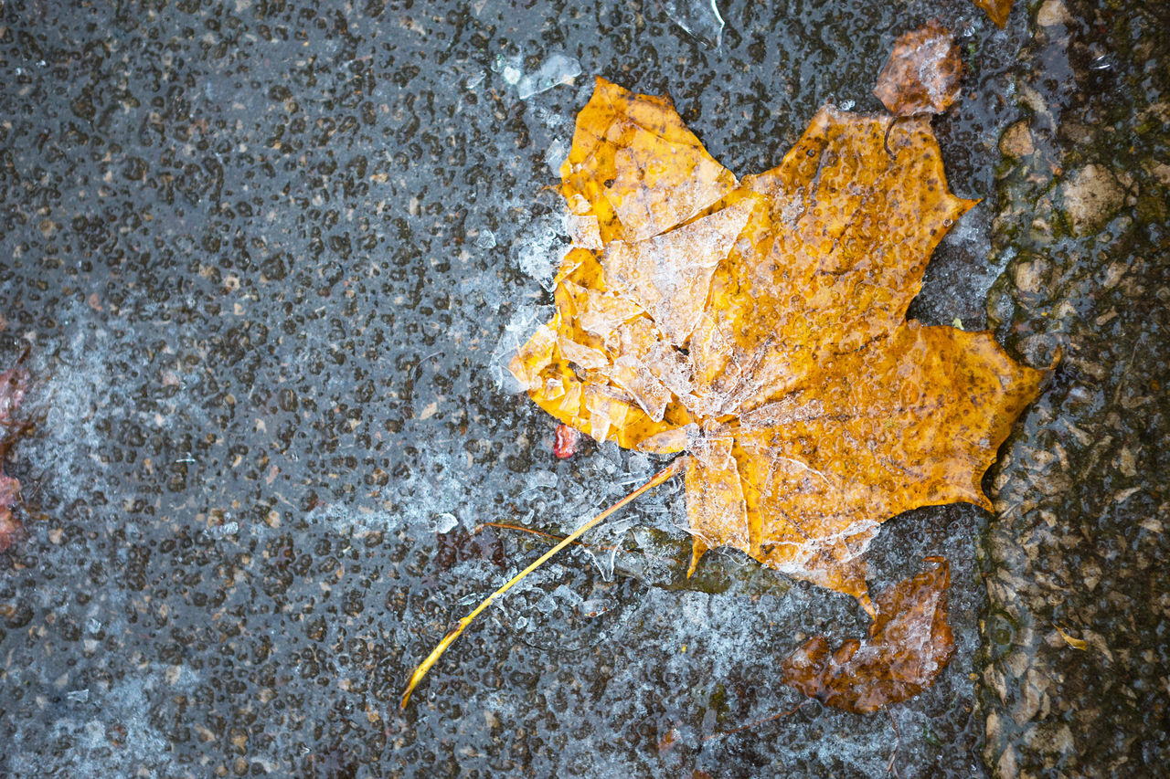 CLOSE-UP OF DRY MAPLE LEAF ON ROCK