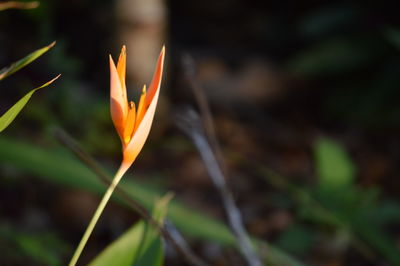Close-up of flower blooming outdoors