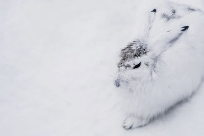 Close-up of white rabbit over white background