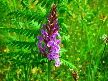 Close-up of purple flowers