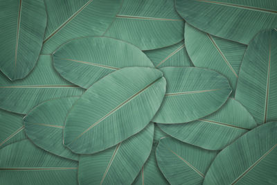 Dark green leaves texture background. natural leaf plant for backdrop or wallpaper.