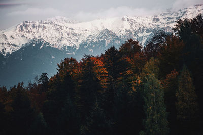 Trees on snowcapped mountains against sky