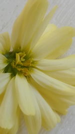 Close-up of yellow flower