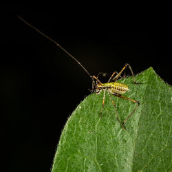 Close-up of insect