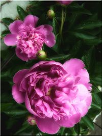 Close-up of pink flowers