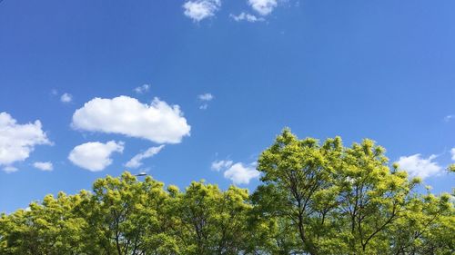 Low angle view of trees against blue sky