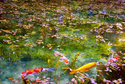 Fish swimming in sea