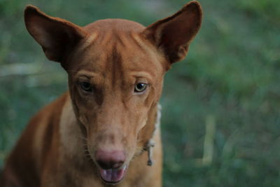 Close-up portrait of dog