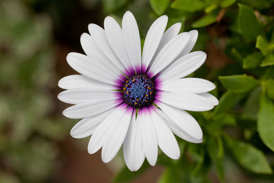 Close-up of white flower