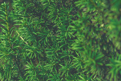 Taxus baccata green twig texture. berry yew plant texture background.