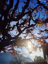 Low angle view of trees against sky