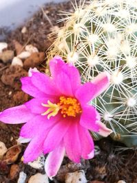 High angle view of pink flowering plant