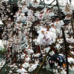 Close-up of white cherry blossoms in spring