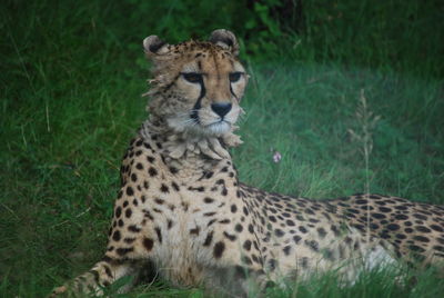 Close-up of cheetah sitting on grass