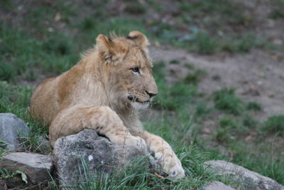 Lion relaxing on a field