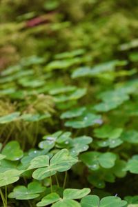 Close-up of leaves in water