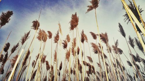 Low angle view of trees against blue sky