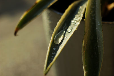 Close-up of wet plant during winter