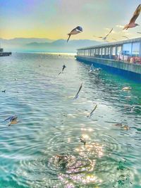 Seagulls flying over sea against sky