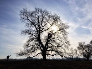 Bare trees on field