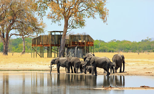 Elephants next to a waterhole