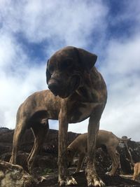 Low angle view of dog against sky