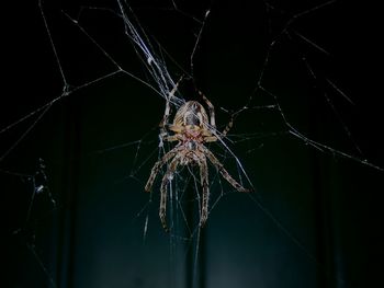 Close-up of spider web