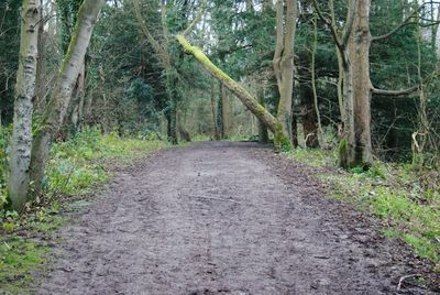 Dirt road amidst trees in forest