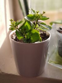 Close-up of potted plant on table