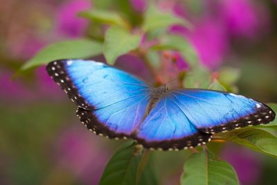 Close-up of butterfly on purple flower