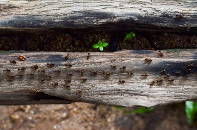 Close-up of insect on wood