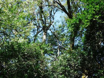 Low angle view of trees