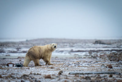 Polar bear lifts paw crossing snowy tundra