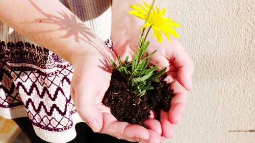 Cropped hand holding flower