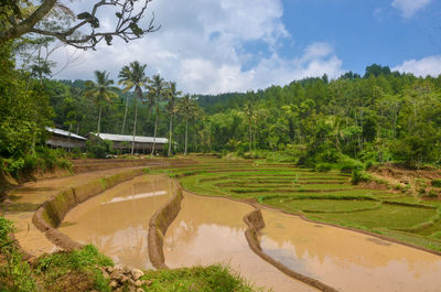 Scenic view of agricultural field against sky