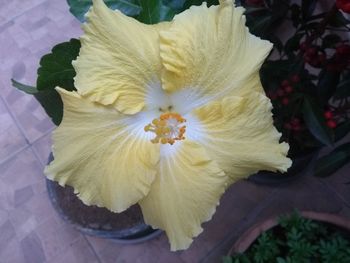 Close-up of yellow hibiscus flower