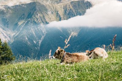 View of a sheep on landscape