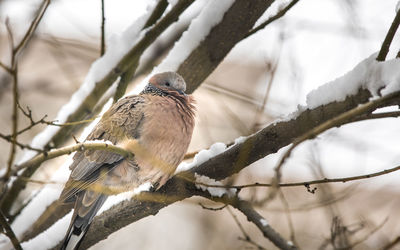 Low angle view of bird perching on branch