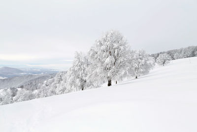 Trees on snow covered landscape against sky