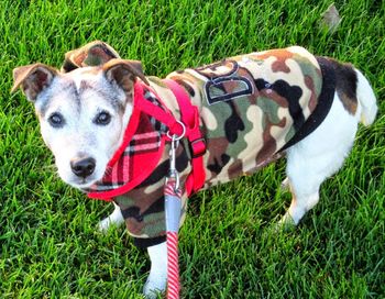 Portrait of dog on grassy field