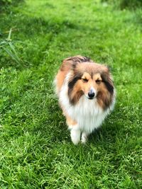 Portrait of dog on field