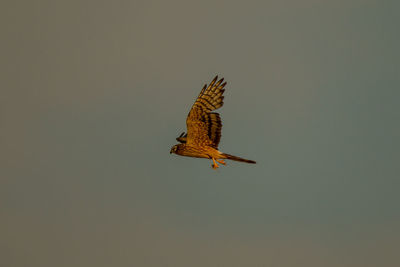 Butterfly flying in the sky