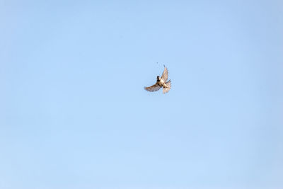 Low angle view of bird flying in sky