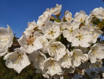 Close-up of white cherry blossoms against sky