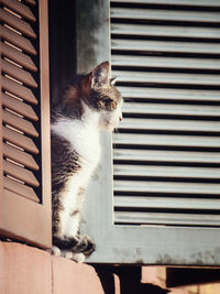 Close-up of cat in window