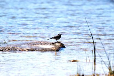 Bird flying over lake