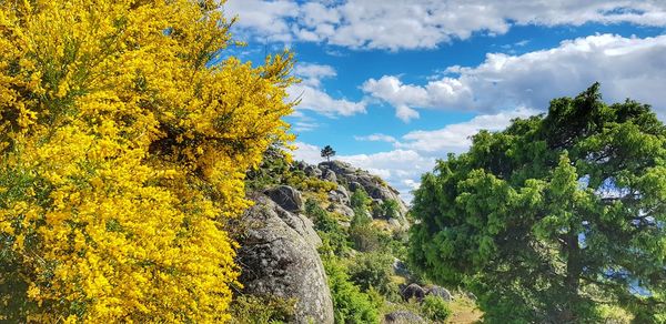 Trees and yellow flowers against sky