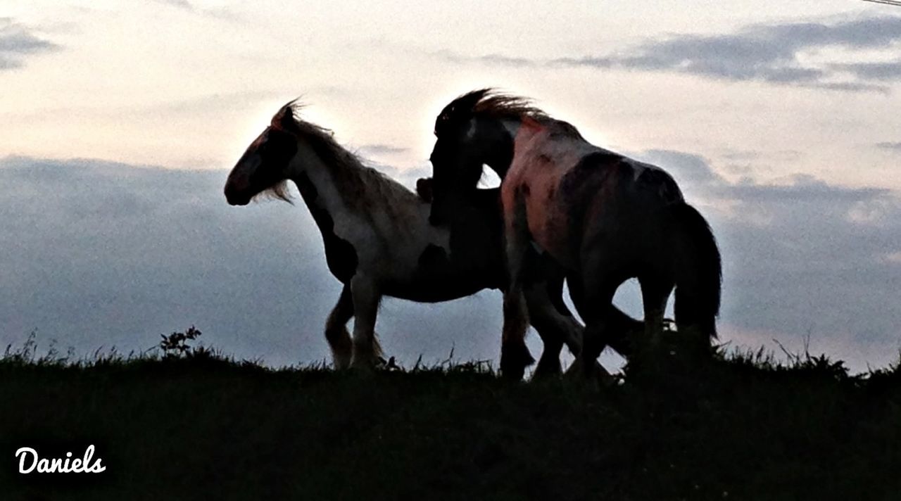 animal themes, horse, mammal, domestic animals, sky, livestock, herbivorous, field, standing, cloud - sky, grass, one animal, landscape, grazing, two animals, cow, nature, full length, tree, working animal