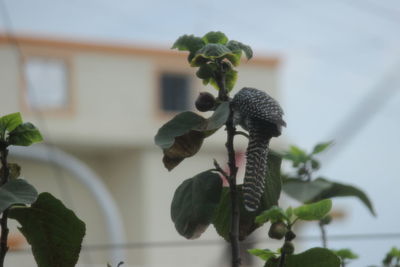 Close-up of plant