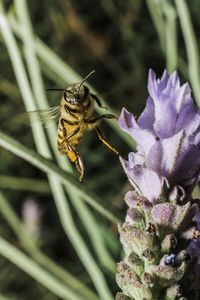 Close-up of bee pollinating on flower